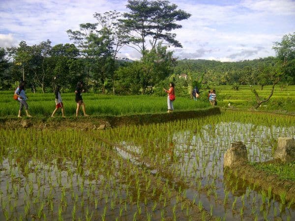 Sawah Kelompok Tani