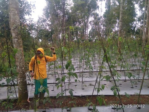 Pemeliharaan Tanaman Kelompok Tani