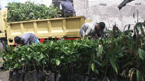 Bongkar Muat Bibit Pohon