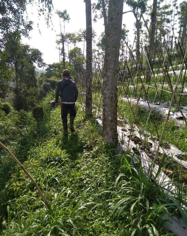 Survey Kebun Kelompok Tani